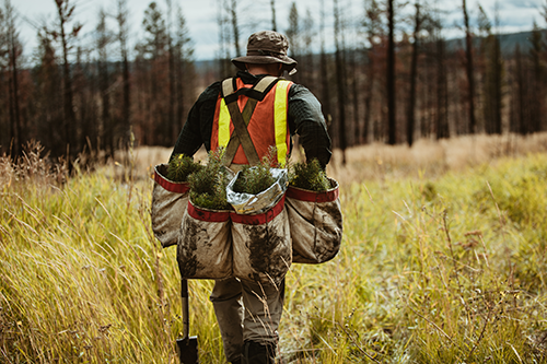 picture of a ranger carrying tree seedings
